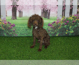 Father of the Poodle (Toy) puppies born on 05/10/2025