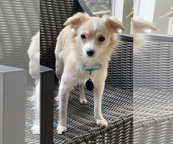 Medium Photo #3 Chihuahua-Unknown Mix Puppy For Sale in Arlington, VA, USA