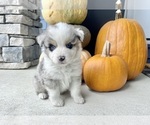 Small #2 Australian Shepherd