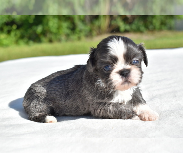 Medium Photo #6 Shih Tzu Puppy For Sale in PALM COAST, FL, USA