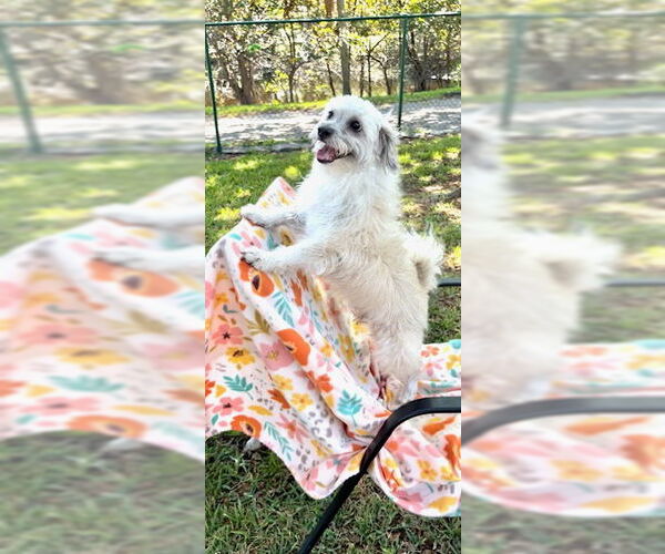 Medium Photo #9 Mal-Shi Puppy For Sale in Weston, FL, USA