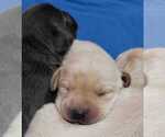 Small Photo #7 Labrador Retriever Puppy For Sale in OLYMPIA, WA, USA