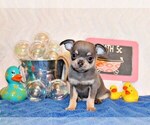 Puppy Urban Chihuahua