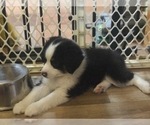 Small Photo #4 Miniature Australian Shepherd Puppy For Sale in NEW WAVERLY, TX, USA