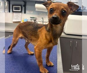 Kramer - Male Chihuahua-Unknown Mix Dog for Adoption - Photo #2