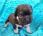 Small #4 French Bulldog