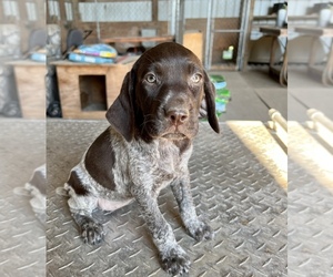 German Shorthaired Pointer Puppy for sale in WARSAW, NC, USA