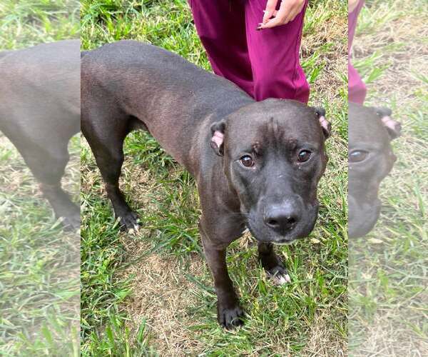 Medium Photo #1 Mutt Puppy For Sale in Low Moor, VA, USA