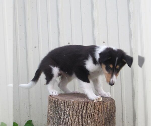 Medium Photo #5 Collie Puppy For Sale in FORT PLAIN, NY, USA