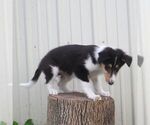 Small #4 Collie