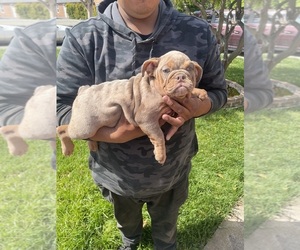 English Bulldog Dog for Adoption in HAYWARD, California USA