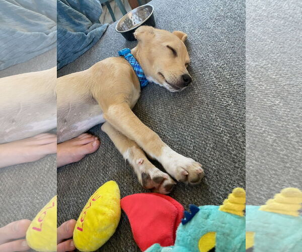 Medium Photo #3 Chihuahua-Unknown Mix Puppy For Sale in San Diego, CA, USA