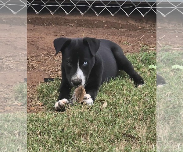 Medium Photo #5 American Pit Bull Terrier-Border Collie Mix Puppy For Sale in Oakhurst, NJ, USA