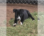 Small #4 American Pit Bull Terrier-Border Collie Mix