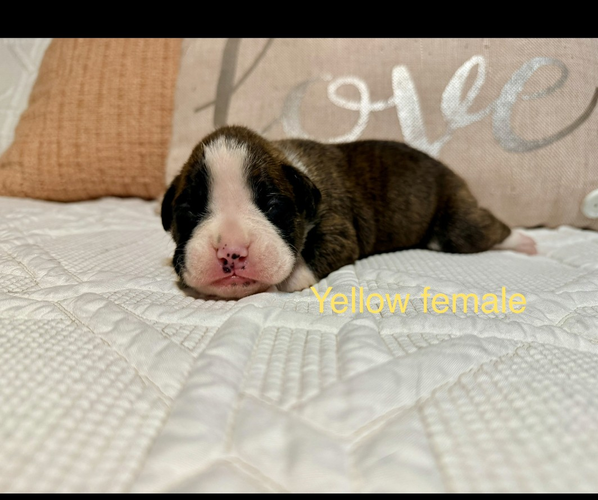 Medium Photo #15 Boxer Puppy For Sale in WALNUT GROVE, MO, USA