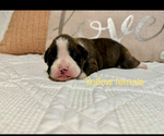 Small #14 Boxer