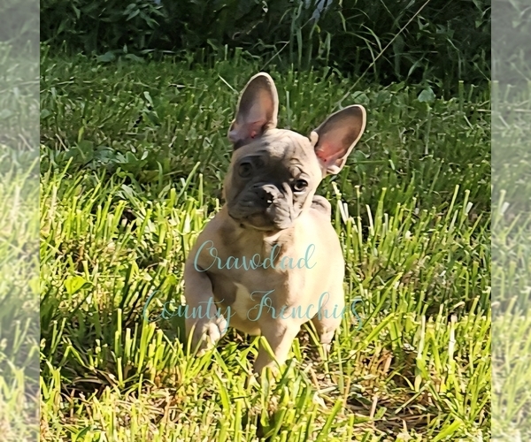 Medium Photo #1 French Bulldog Puppy For Sale in GOODMAN, MO, USA