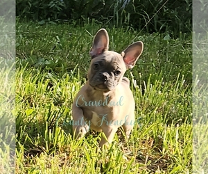 French Bulldog Puppy for sale in GOODMAN, MO, USA