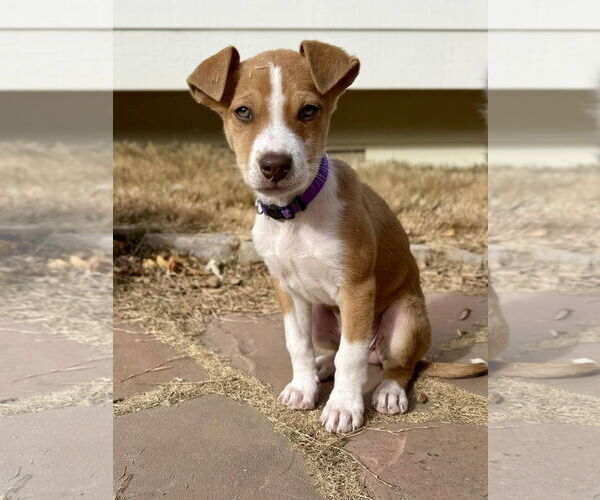 Medium Photo #3 Australian Shepherd-Unknown Mix Puppy For Sale in Denver , CO, USA