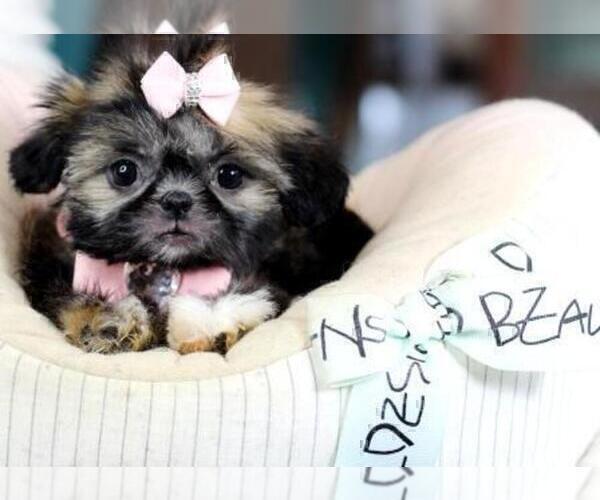 Medium Photo #6 Shih Tzu Puppy For Sale in FORT LAUDERDALE, FL, USA