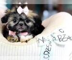 Small #5 Shih Tzu