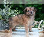 Small #1 Chihuahua