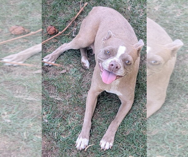 Medium Photo #2 French Bulldog-Unknown Mix Puppy For Sale in San Bernardino, CA, USA