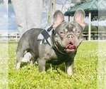 Small Photo #9 French Bulldog Puppy For Sale in Hollywood, FL, USA
