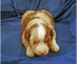 Small Photo #3 Miniature Australian Shepherd Puppy For Sale in HILLIARD, OH, USA
