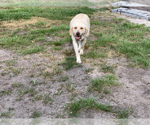 Medium Photo #1 Labrador Retriever Puppy For Sale in MIMS, FL, USA