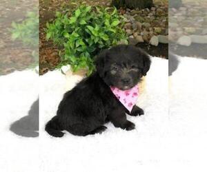 Miniature Labradoodle Puppy for sale in FREDERICKSBG, OH, USA