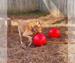Small #7 Greyhound-Jack Russell Terrier Mix