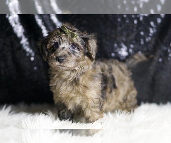 Medium Photo #6 YorkiePoo Puppy For Sale in WARSAW, IN, USA