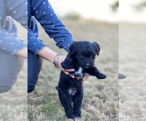 Aussiedoodle Puppy for sale in CARTERSVILLE, GA, USA