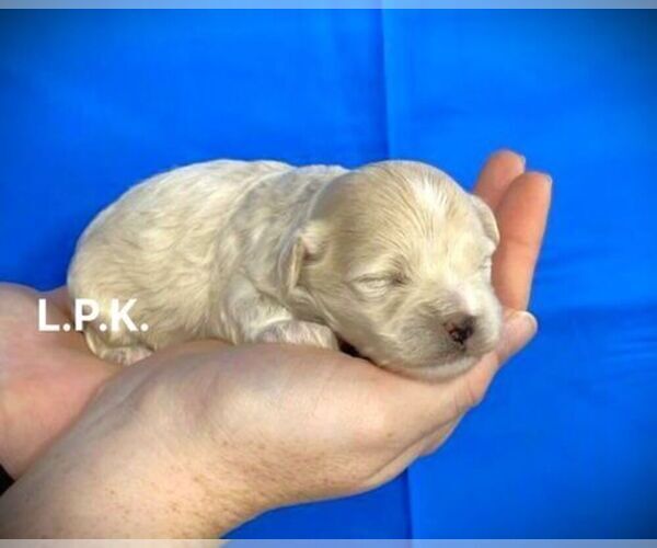 Medium Photo #2 Maltipoo Puppy For Sale in WINNSBORO, LA, USA