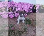 Puppy 4 Alapaha Blue Blood Bulldog-Jack Russell Terrier Mix