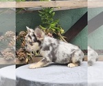 Small #17 French Bulldog