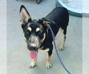 German Shepherd Dog-Unknown Mix Dogs for adoption in Sacramento, CA, USA