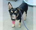Small German Shepherd Dog Mix