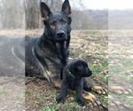 Small Photo #4 German Shepherd Dog Puppy For Sale in TYRONE, PA, USA