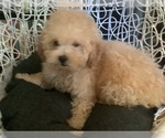 Small Photo #7 Poodle (Miniature) Puppy For Sale in HIGH POINT, NC, USA