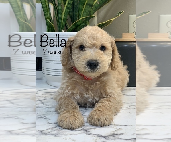 Full screen Photo #3 Schnoodle (Miniature) Puppy For Sale in LARCHWOOD, IA, USA