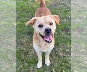 Labrador Retriever-Unknown Mix Dogs for adoption in Conroe, TX, USA