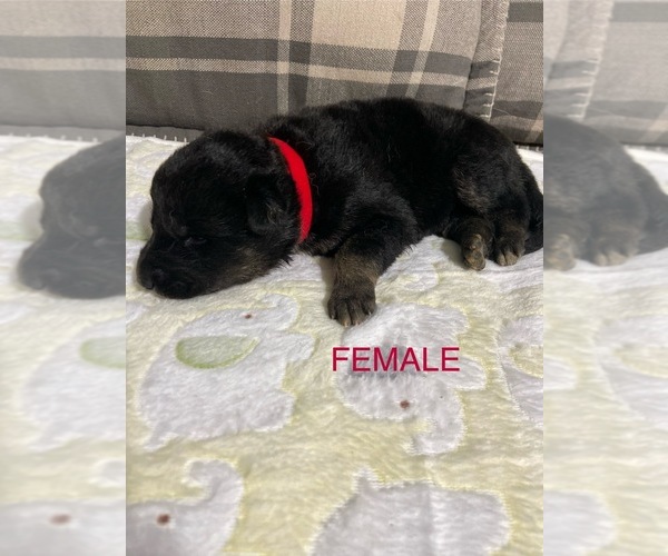 Medium Photo #2 German Shepherd Dog Puppy For Sale in ALACHUA, FL, USA