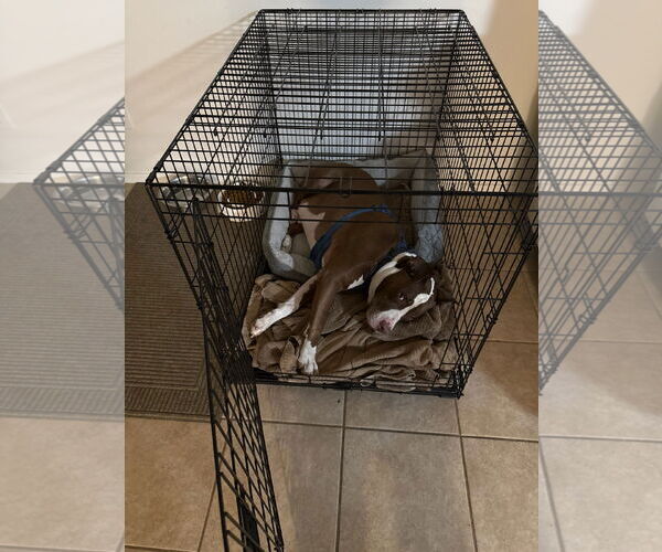Medium Photo #13 Bull-Boxer Puppy For Sale in Chandler, AZ, USA