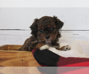 Poodle (Toy)-Zuchon Mix Puppy for sale in HANCOCK, MN, USA