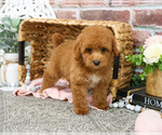 Small #8 Poodle (Miniature)