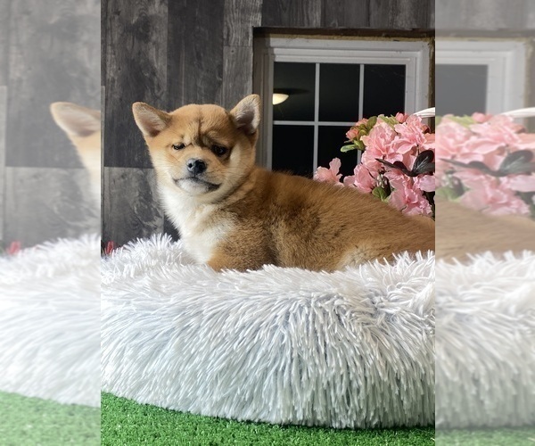 Medium Photo #5 Shiba Inu Puppy For Sale in CANOGA, NY, USA