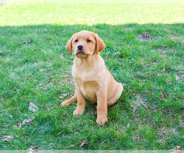Medium Photo #5 Labrador Retriever Puppy For Sale in SYRACUSE, IN, USA