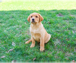 Small #4 Labrador Retriever